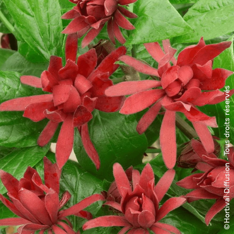 Arbre aux anémones - SILENCE, ça pousse !, Calycanthus
