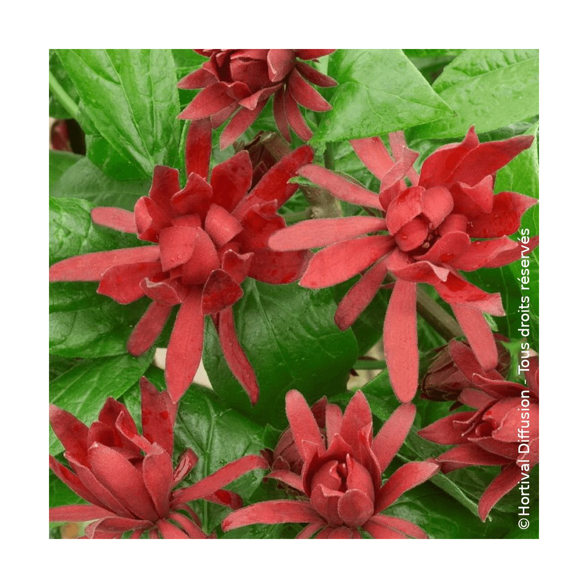 Arbre aux anémones - SILENCE, ça pousse !, Calycanthus