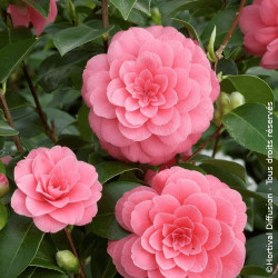 Camélia du Japon Miss Tingley - SILENCE, ça pousse !