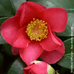 Camélia d'automne Hiryu - SILENCE, ça pousse !