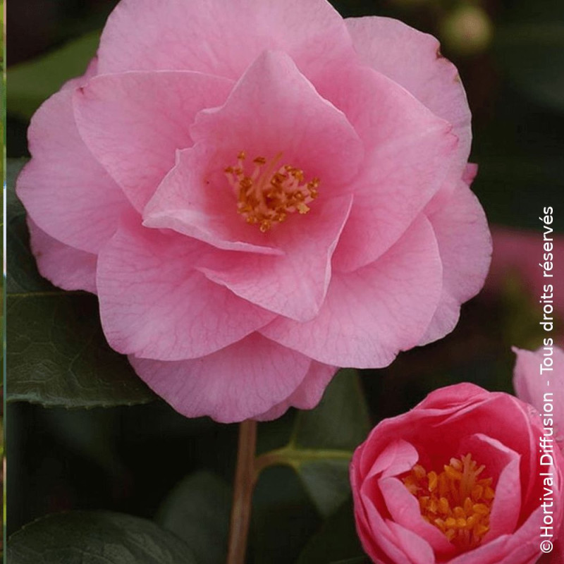 Camélia champêtre Spring Festival - SILENCE, ça pousse !, camelia