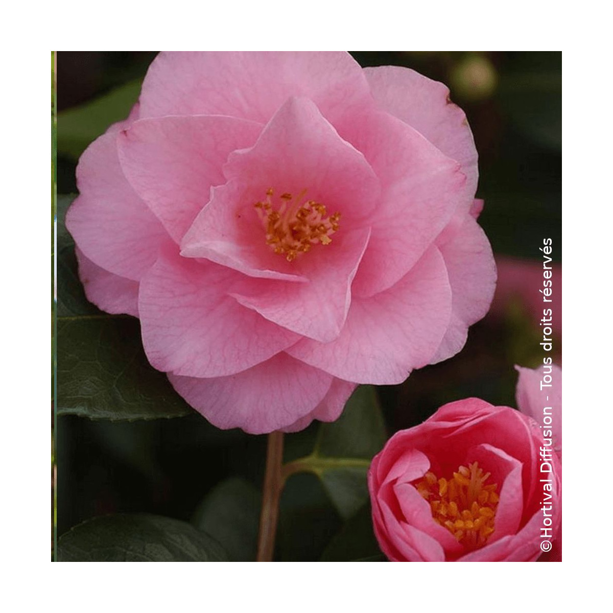 Camélia d'automne Spring Festival - SILENCE, ça pousse !, camelia sasanqua