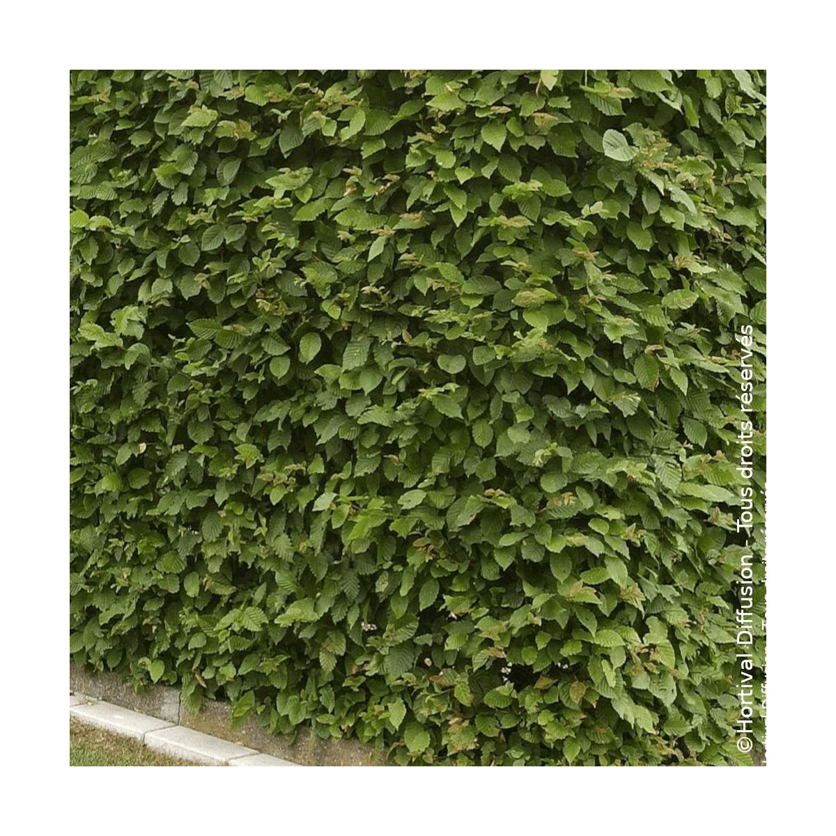 Charme commun - SILENCE, ça pousse !, Charmille, Carpinus