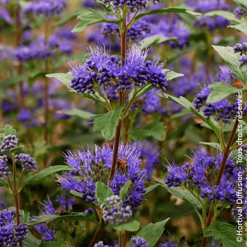 Caryopteris Grand Bleu® - SILENCE, ça pousse !, Spirée bleue, Barbe bleue
