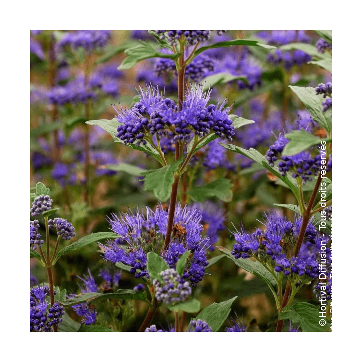 Caryopteris Grand Bleu® - SILENCE, ça pousse !, Spirée bleue, Barbe bleue