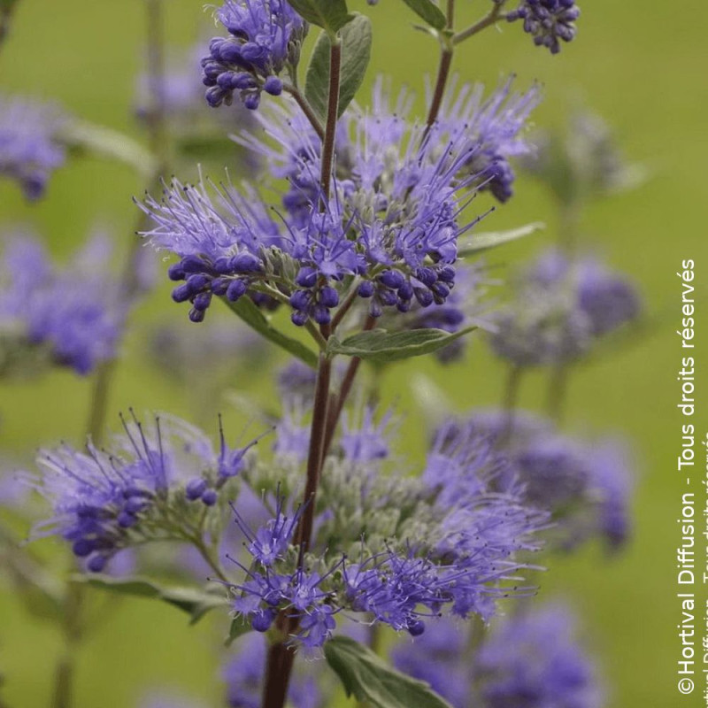 Caryopteris Heavenly Blue - SILENCE, ça pousse !, Spirée bleue, Barbe bleue