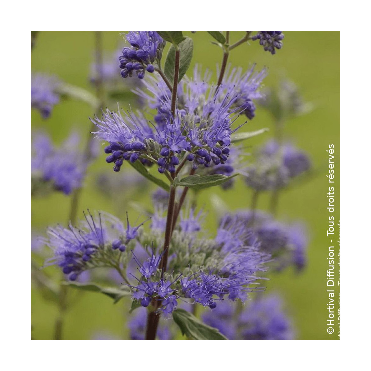 Caryopteris Heavenly Blue - SILENCE, ça pousse !, Spirée bleue, Barbe bleue Caryopteris Heavenly Blue - SILENCE, ça pousse !, Spirée bleue, Barbe bleue
