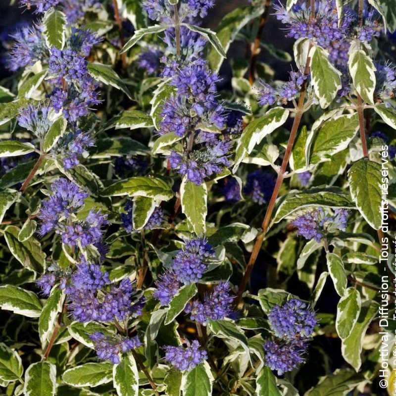 Caryopteris White Surprise - SILENCE, ça pousse !, Spirée bleue, Barbe bleue