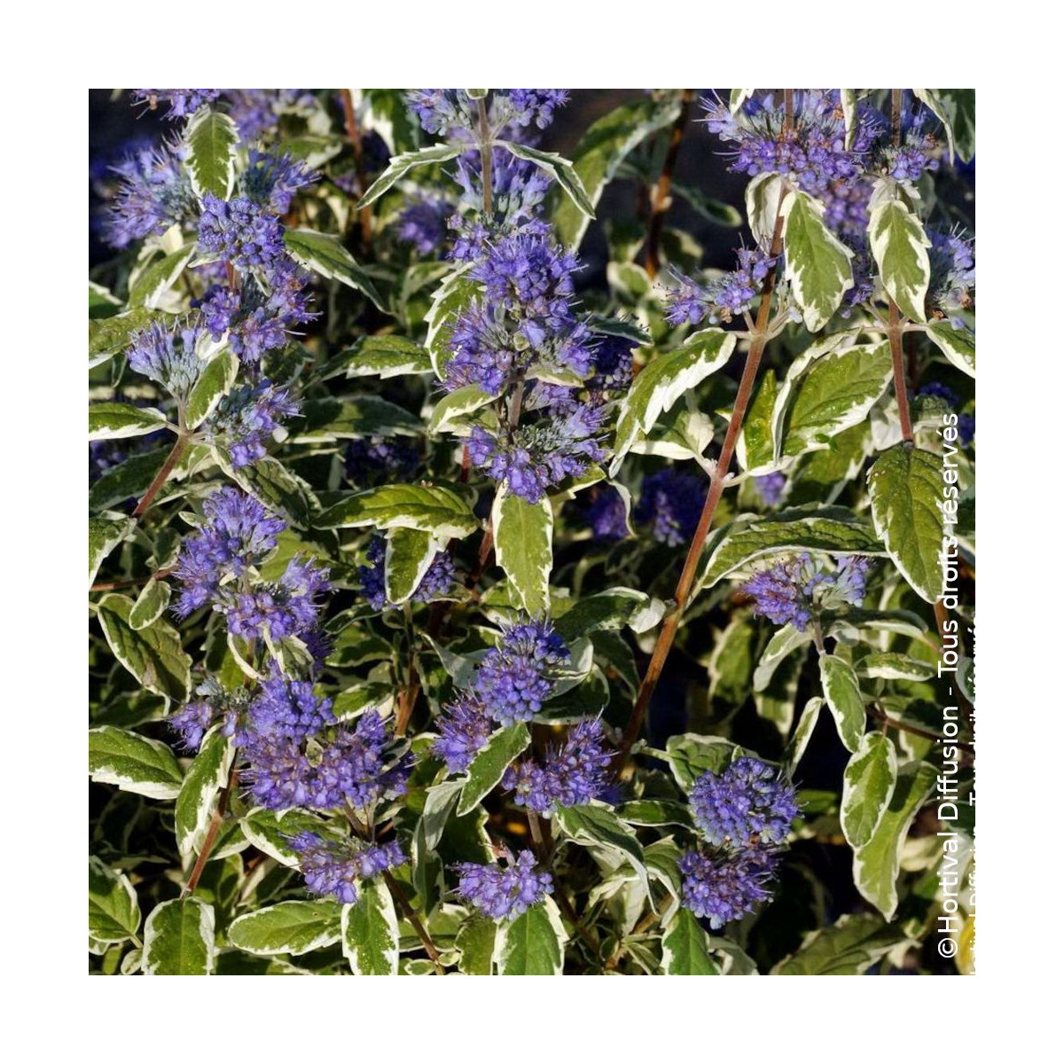 Caryopteris White Surprise - SILENCE, ça pousse !, Spirée bleue, Barbe bleue