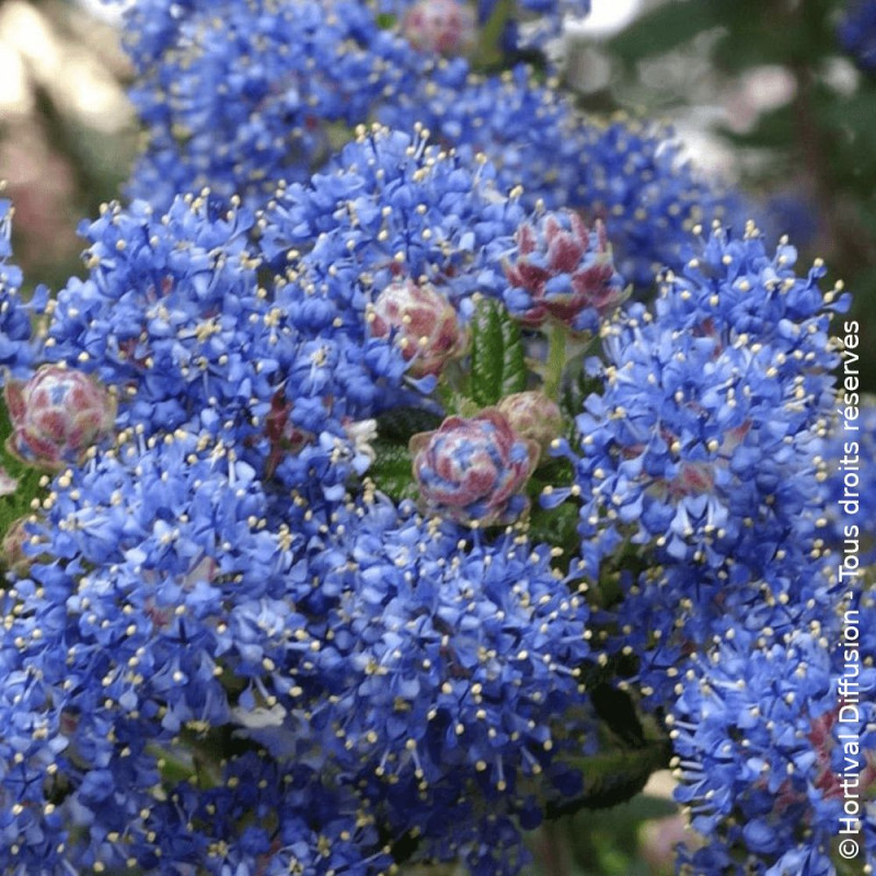 Céanothe, Lilas de Californie Puget Blue - SILENCE, ça pousse !