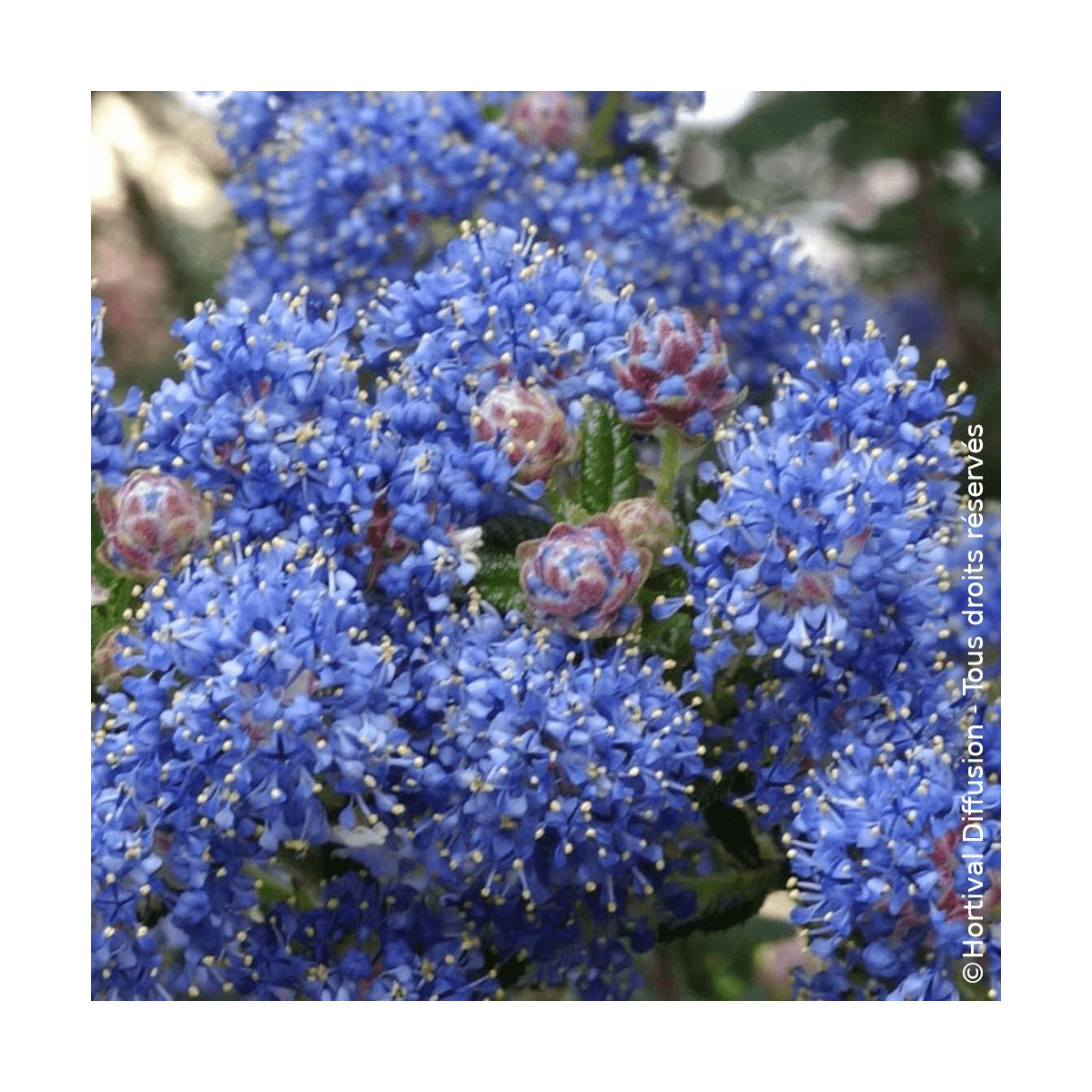 Céanothe, Lilas de Californie Puget Blue - SILENCE, ça pousse !