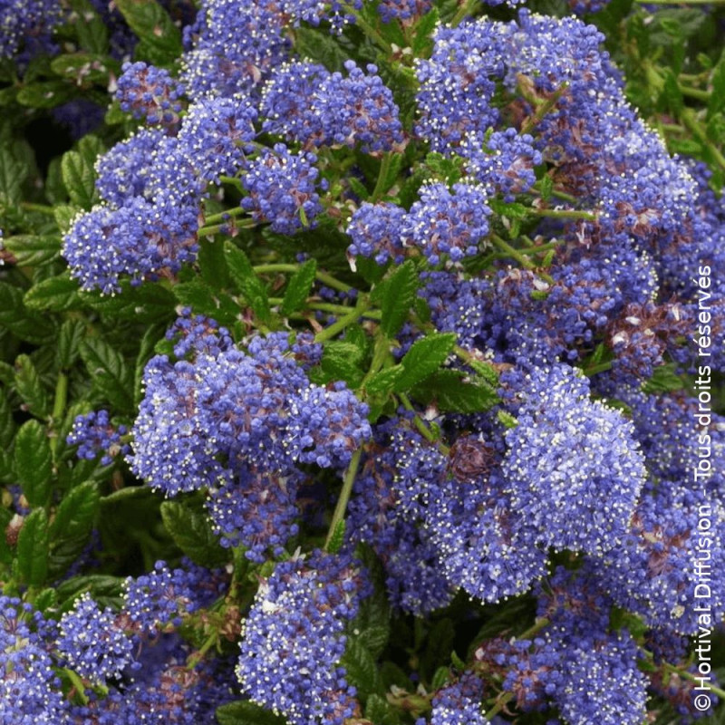 Céanothe, Lilas de Californie Blue Diamond® - SILENCE, ça pousse !