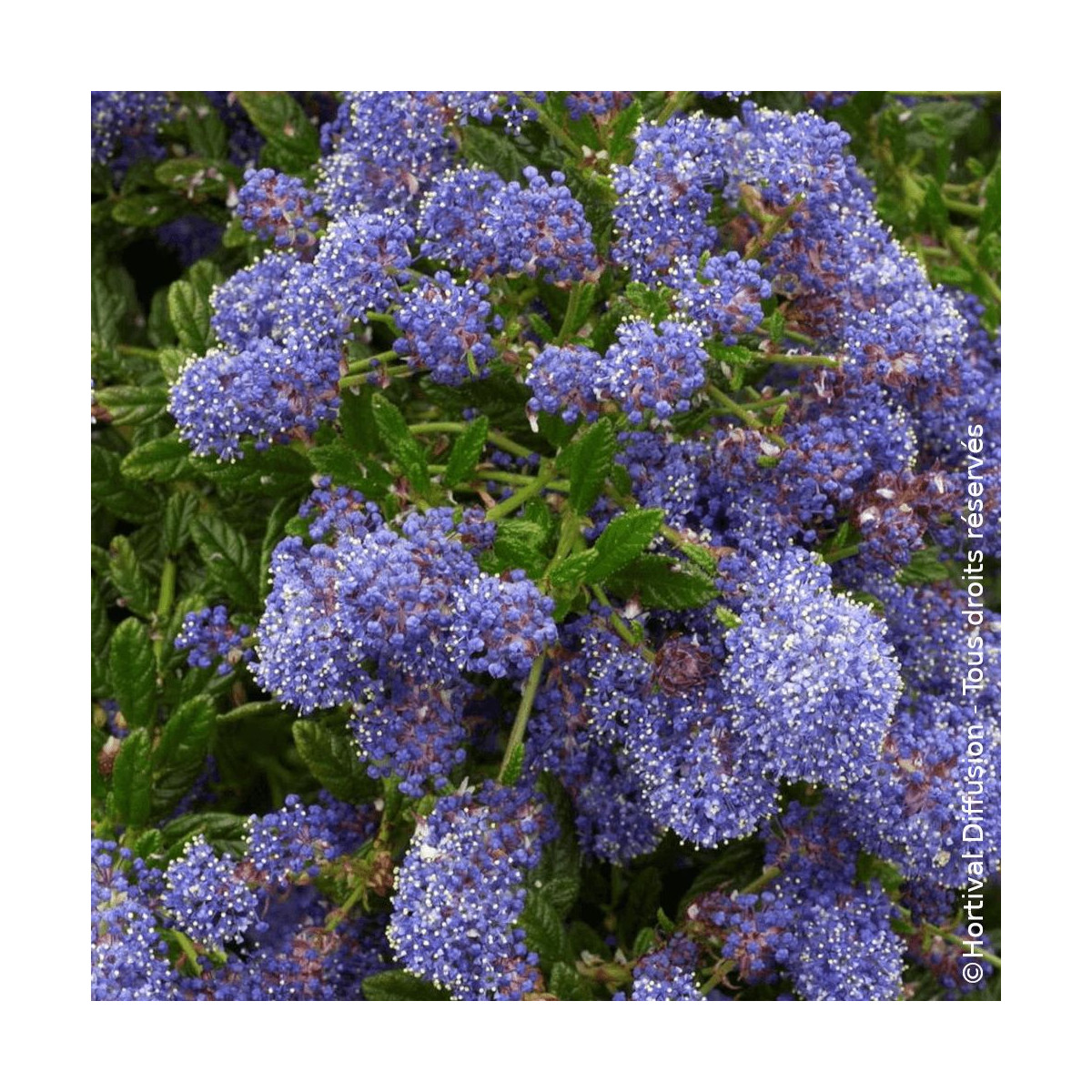 Céanothe, Lilas de Californie Blue Diamond® - SILENCE, ça pousse !