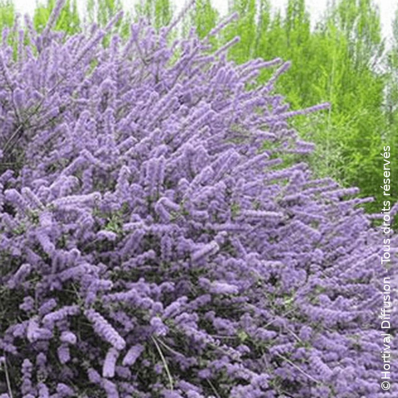 Céanothe, Lilas de Californie Blue Jeans - SILENCE, ça pousse !