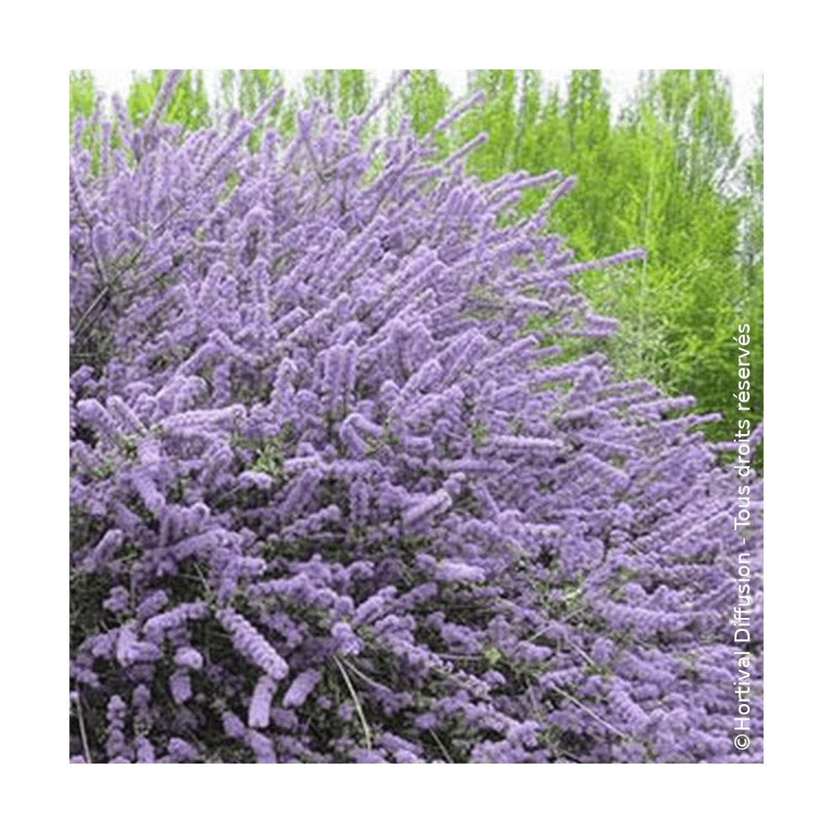 Céanothe, Lilas de Californie Blue Jeans - SILENCE, ça pousse !