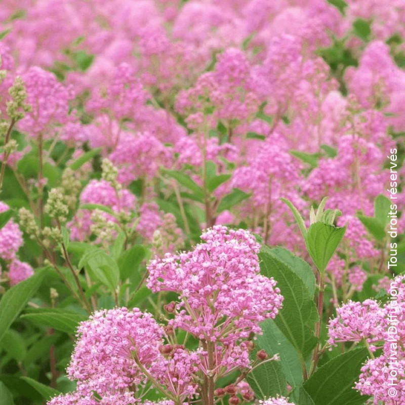 Céanothe, Lilas de Californie Marie Rose® - SILENCE, ça pousse !