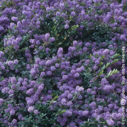 Céanothe, Lilas de Californie Prostratus - SILENCE, ça pousse !