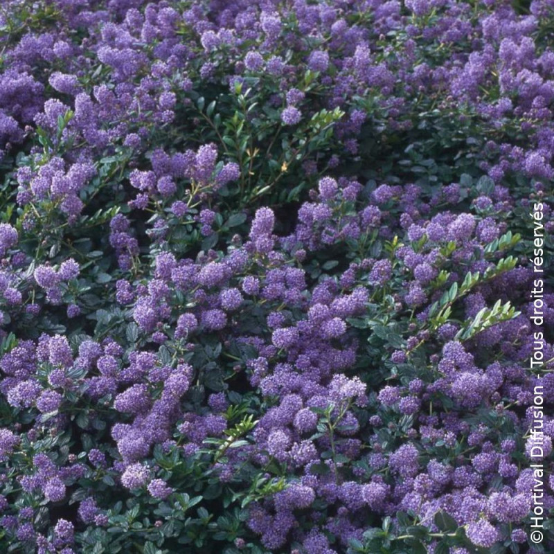 Céanothe, Lilas de Californie Prostré - SILENCE, ça pousse !