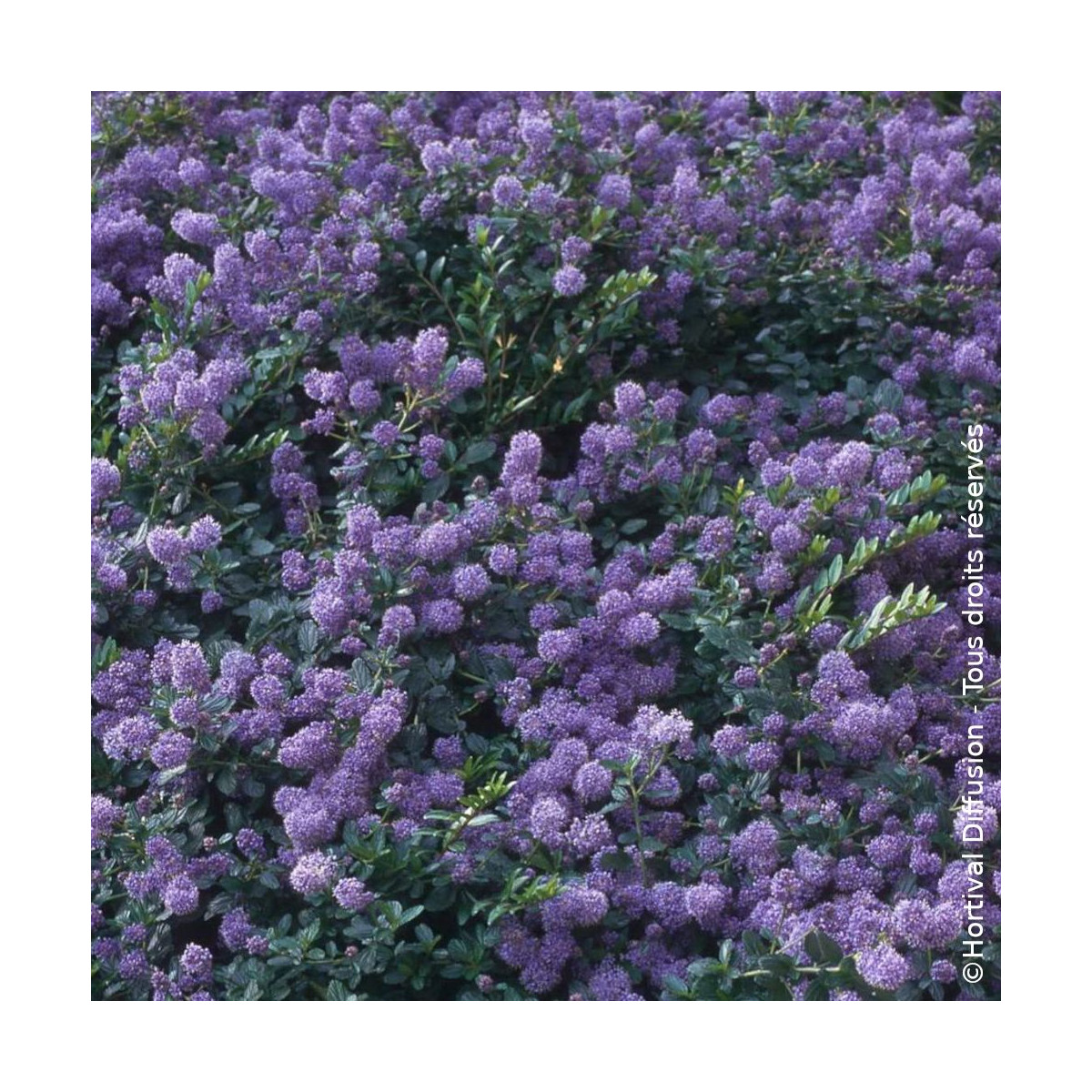 Céanothe, Lilas de Californie Prostré - SILENCE, ça pousse !