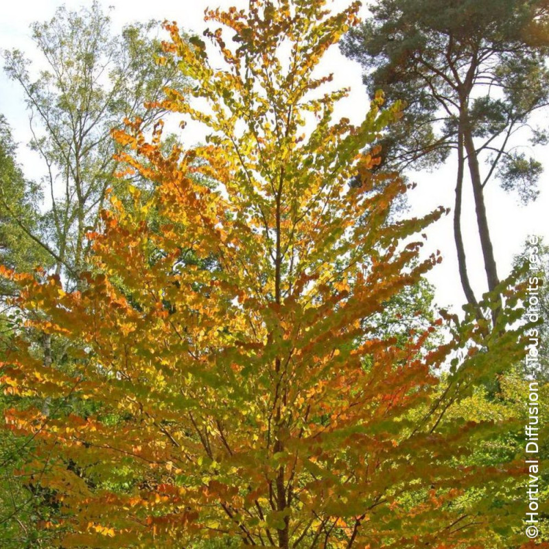 Arbre à caramel - SILENCE, ça pousse ! - Plante