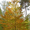 Arbre à caramel - SILENCE, ça pousse !