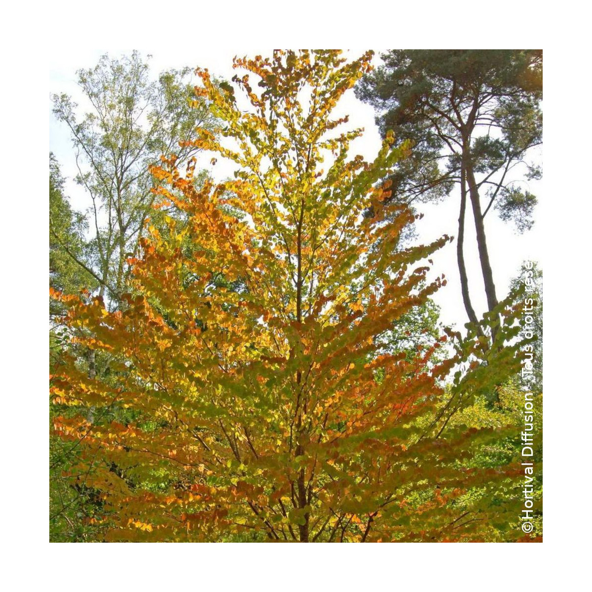 Arbre à caramel - SILENCE, ça pousse ! - Plante