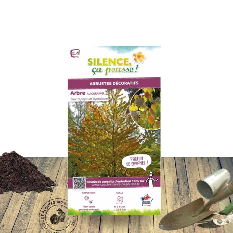 Arbre à caramel - SILENCE, ça pousse !