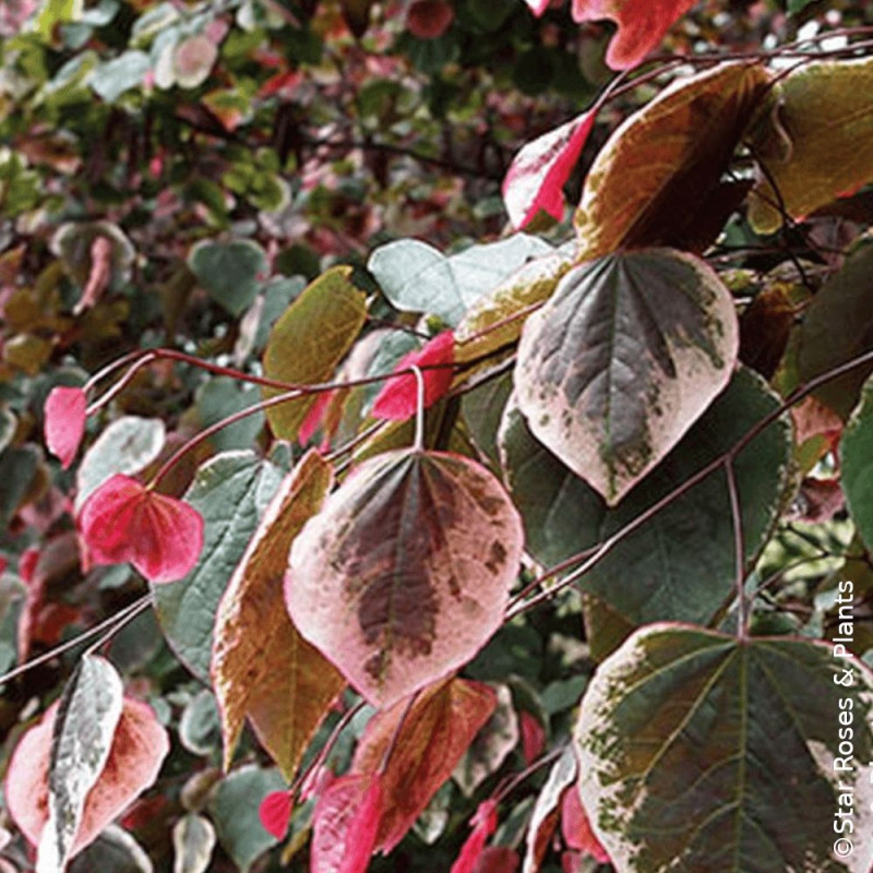 Cercis du Canada Carolina Sweetheart® NCCC1' - SILENCE, ça pousse !, Arbre de Judée, Gainier du Canada