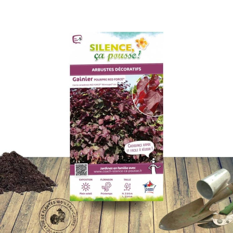 Cercis du Canada Red Force® - SILENCE, ça pousse !, Arbre de Judée, Gainier du Canada