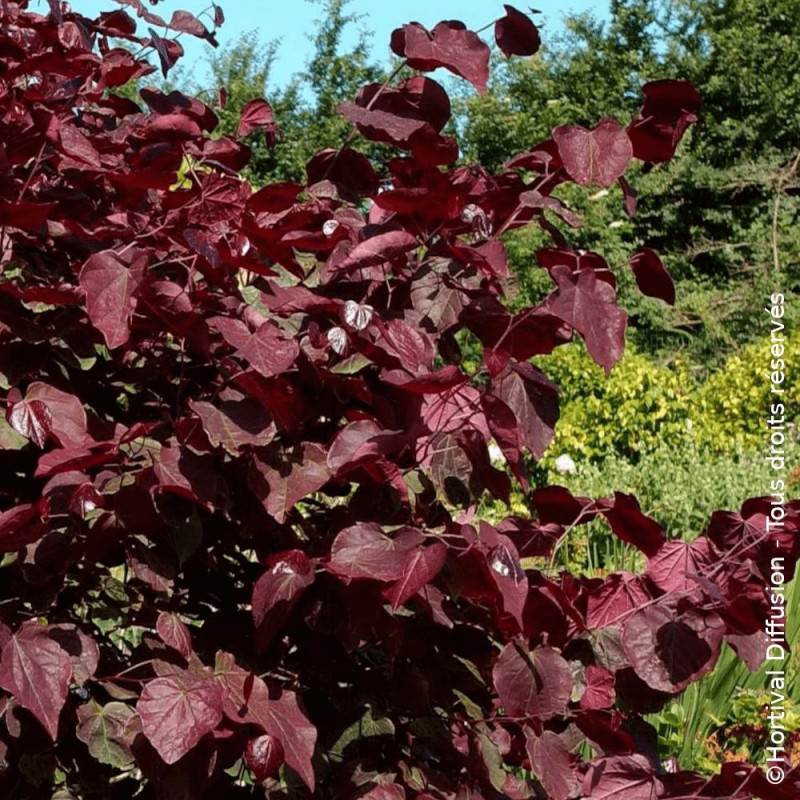 Cercis du Canada Red Force® - SILENCE, ça pousse !, Arbre de Judée, Gainier du Canada