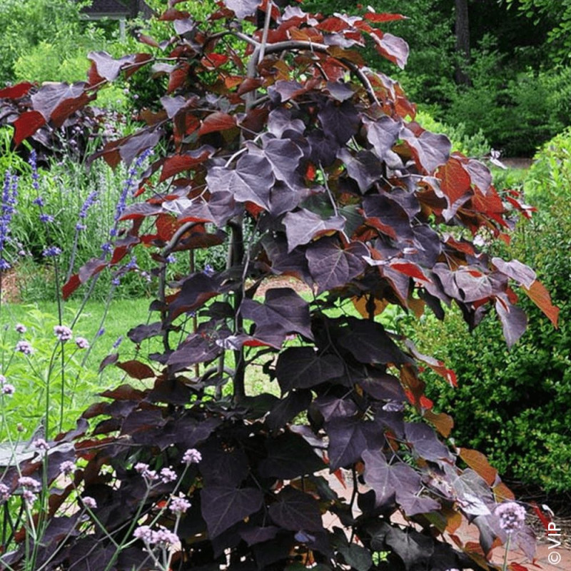 Cercis du Canada Ruby Falls® - SILENCE, ça pousse !, Arbre de Judée, Gainier du Canada