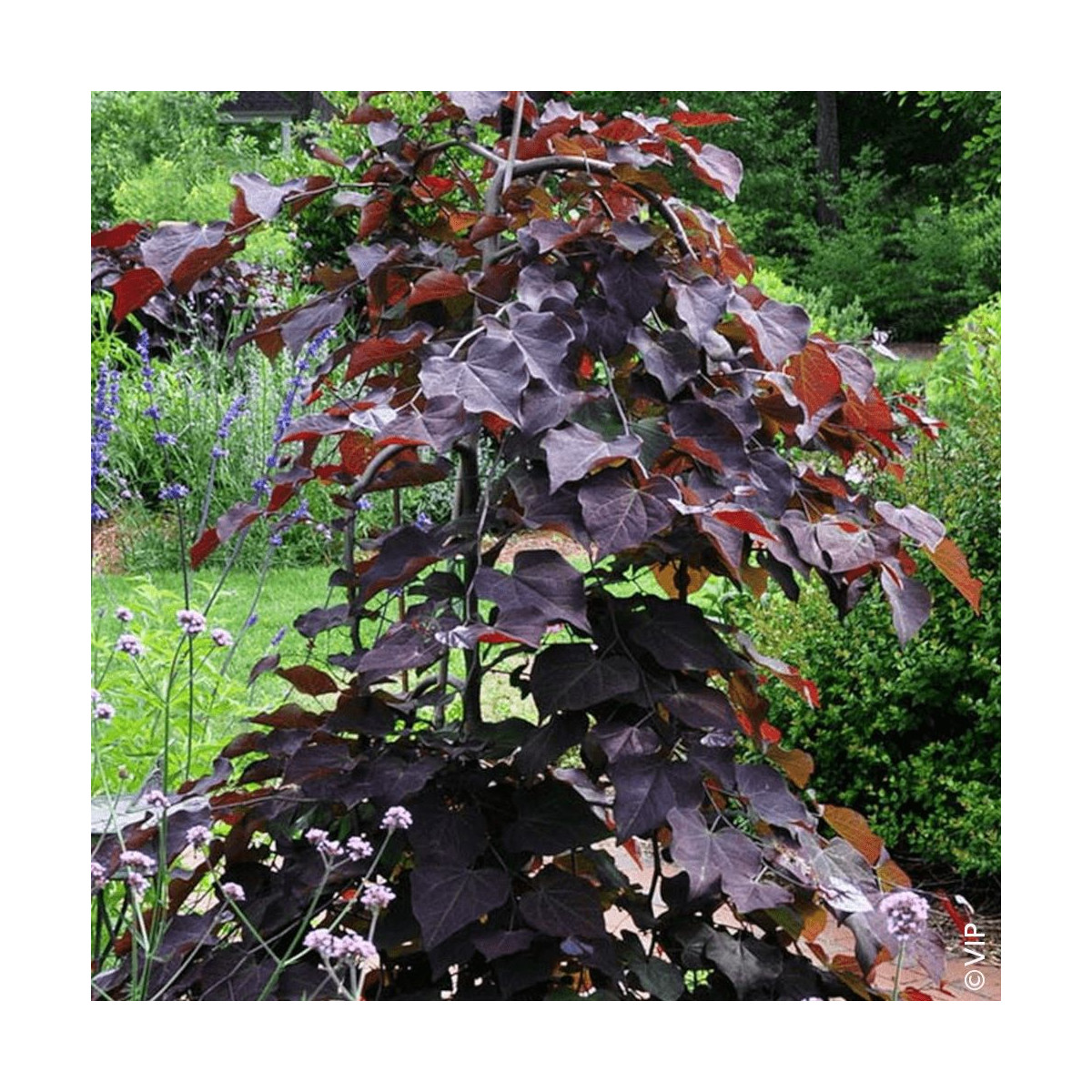 Cercis du Canada Ruby Falls® - SILENCE, ça pousse !, Arbre de Judée, Gainier du Canada Cercis du Canada Ruby Falls® - SILENCE, ça pousse !, Arbre de Judée, Gainier du Canada