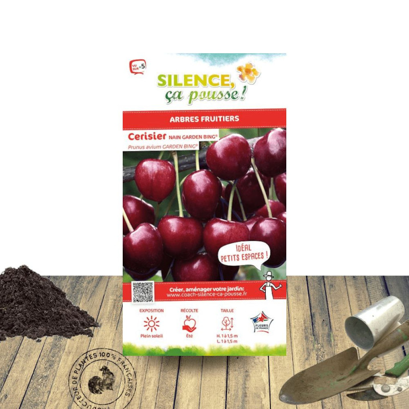 Cerisier nain Garden Bing® - SILENCE, ça pousse !