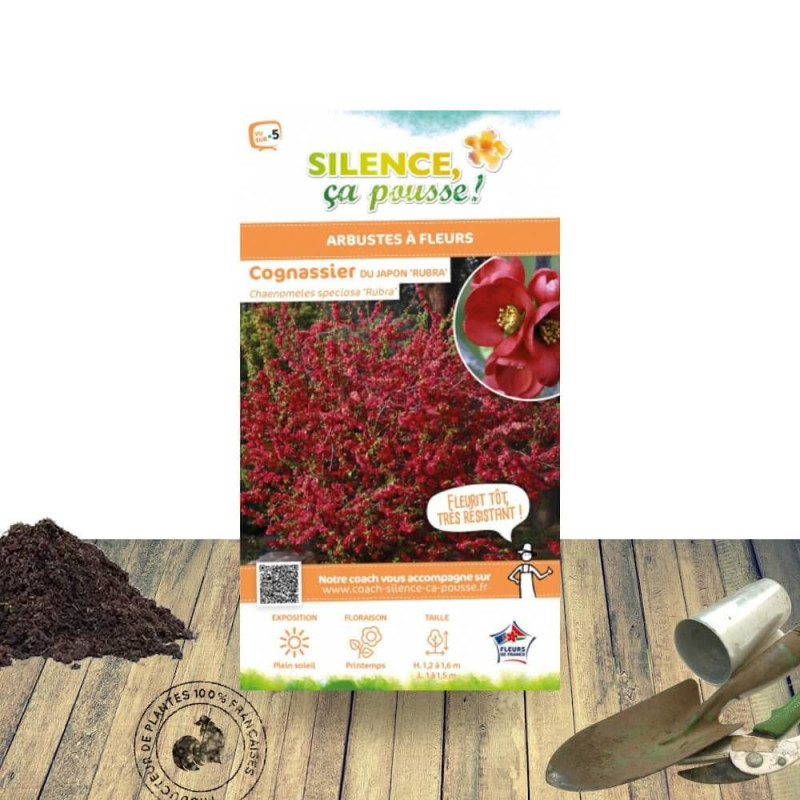 Cognassier du Japon Rubra - SILENCE, ça pousse !, Chaenomeles