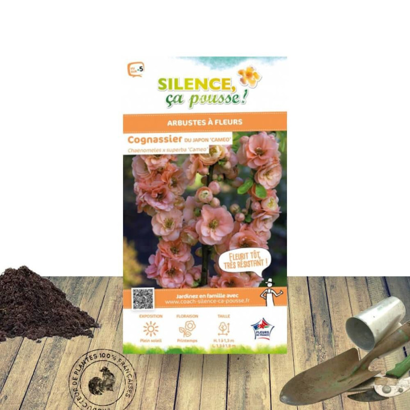Cognassier du Japon Cameo - SILENCE, ça pousse !, Chaenomeles