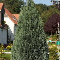Cyprès de Lawson Columnaris - SILENCE, ça pousse !