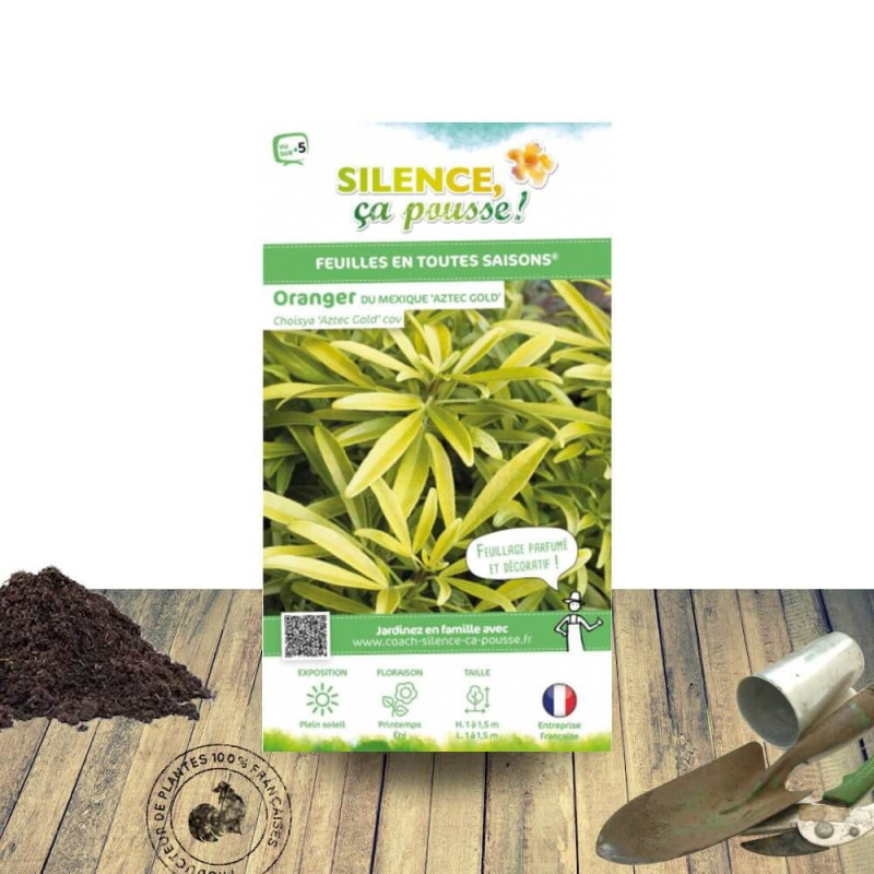 Oranger du Mexique doré Aztec Gold - SILENCE, ça pousse !, Choisya