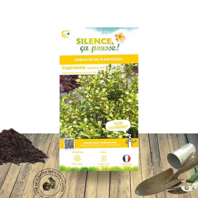 Coprosma Lemon and Lime - SILENCE, ça pousse !