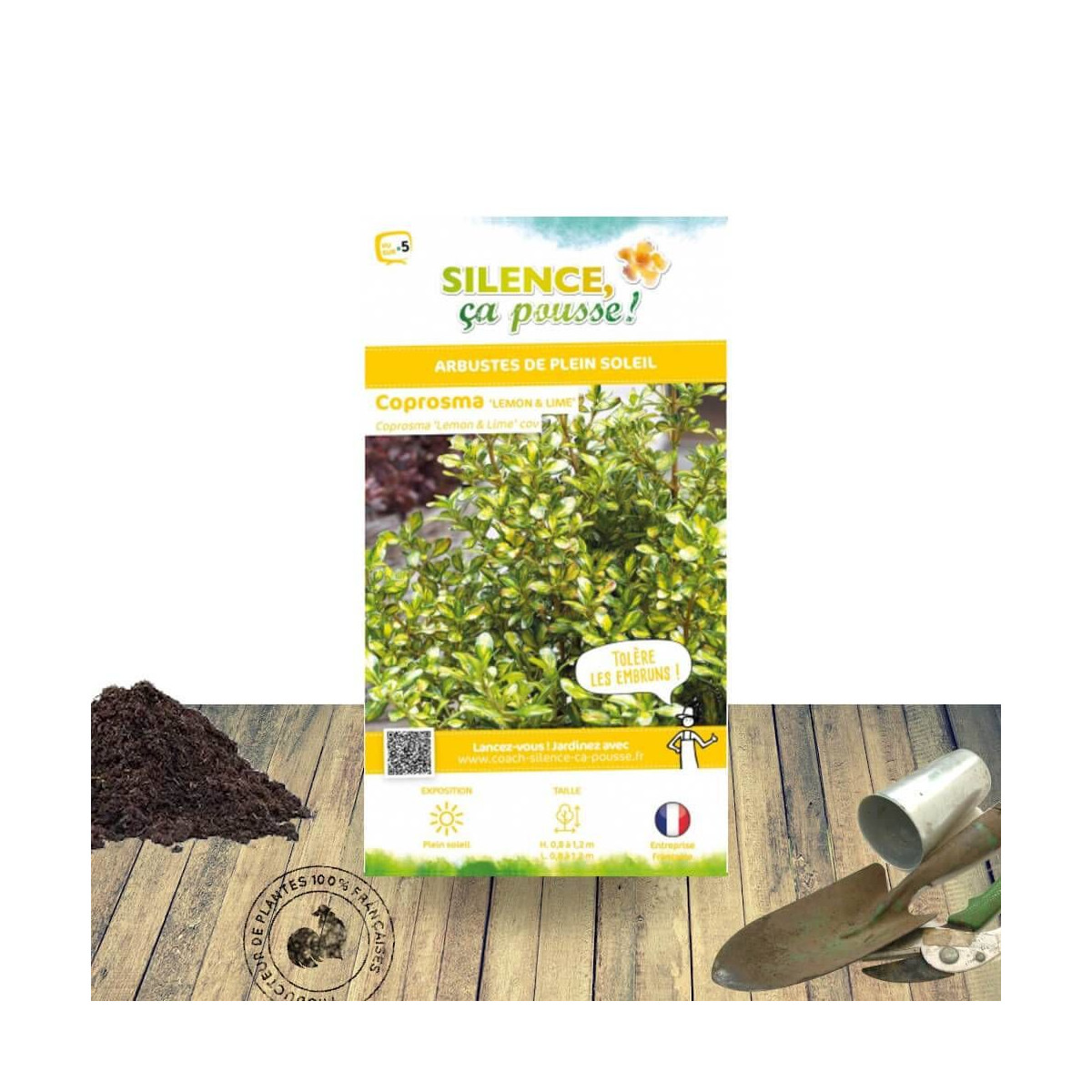 Coprosma Lemon and Lime - SILENCE, ça pousse ! Coprosma Lemon and Lime - SILENCE, ça pousse !