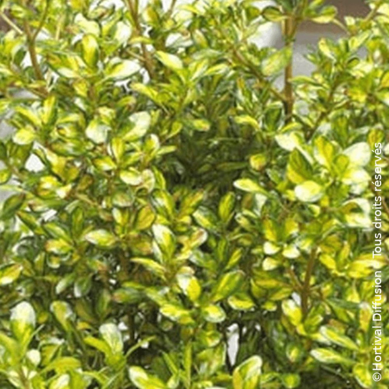 Coprosma Lemon and Lime - SILENCE, ça pousse !
