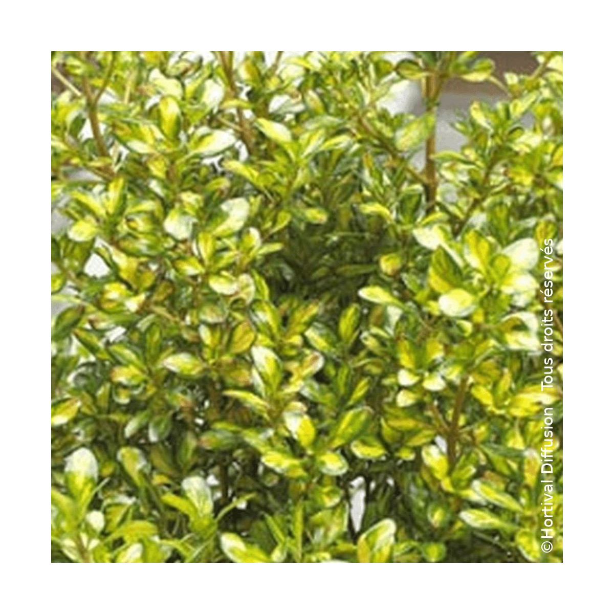 Coprosma Lemon and Lime - SILENCE, ça pousse ! Coprosma Lemon and Lime - SILENCE, ça pousse !