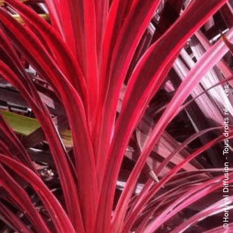 Cordyline australe Cherry Sensation - SILENCE, ça pousse !