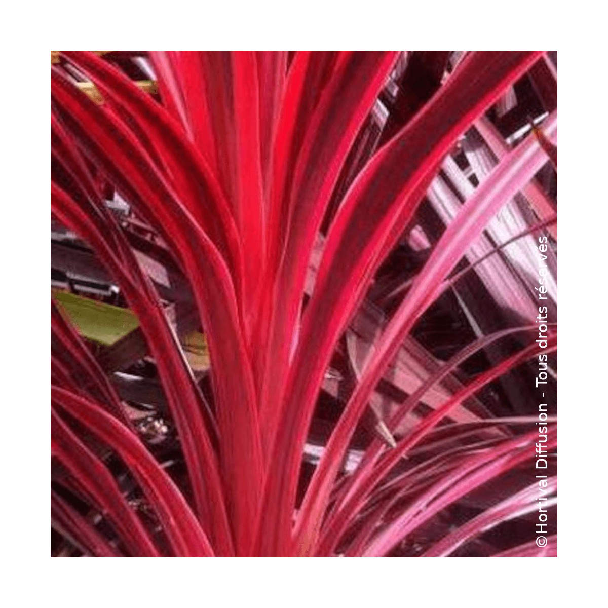 Cordyline australis Cherry Sensation - SILENCE, ça pousse ! Cordyline australis Cherry Sensation - SILENCE, ça pousse !