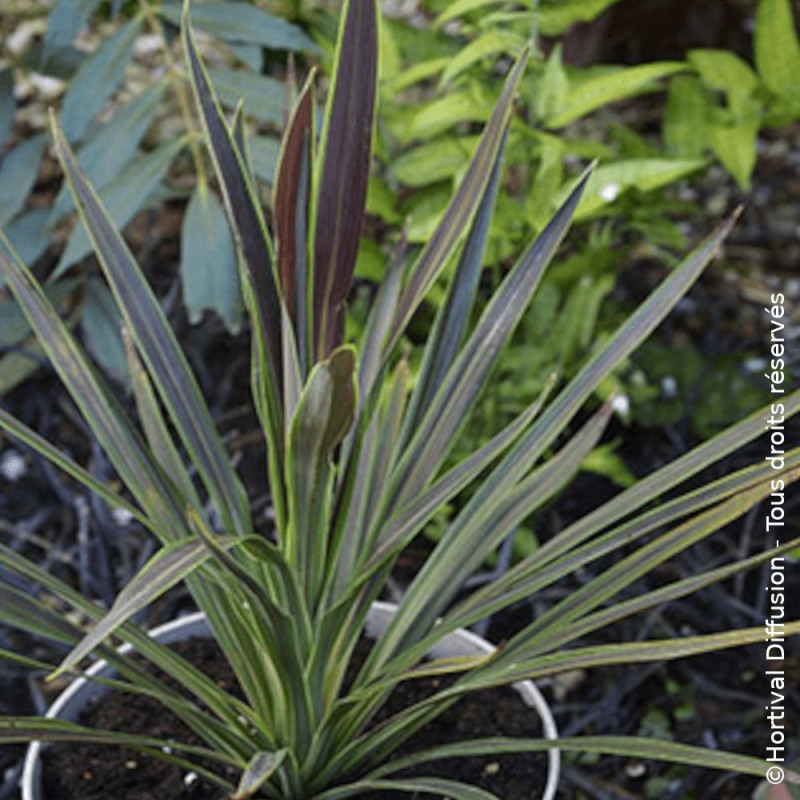 Cordyline australe Choco Mint - SILENCE, ça pousse !
