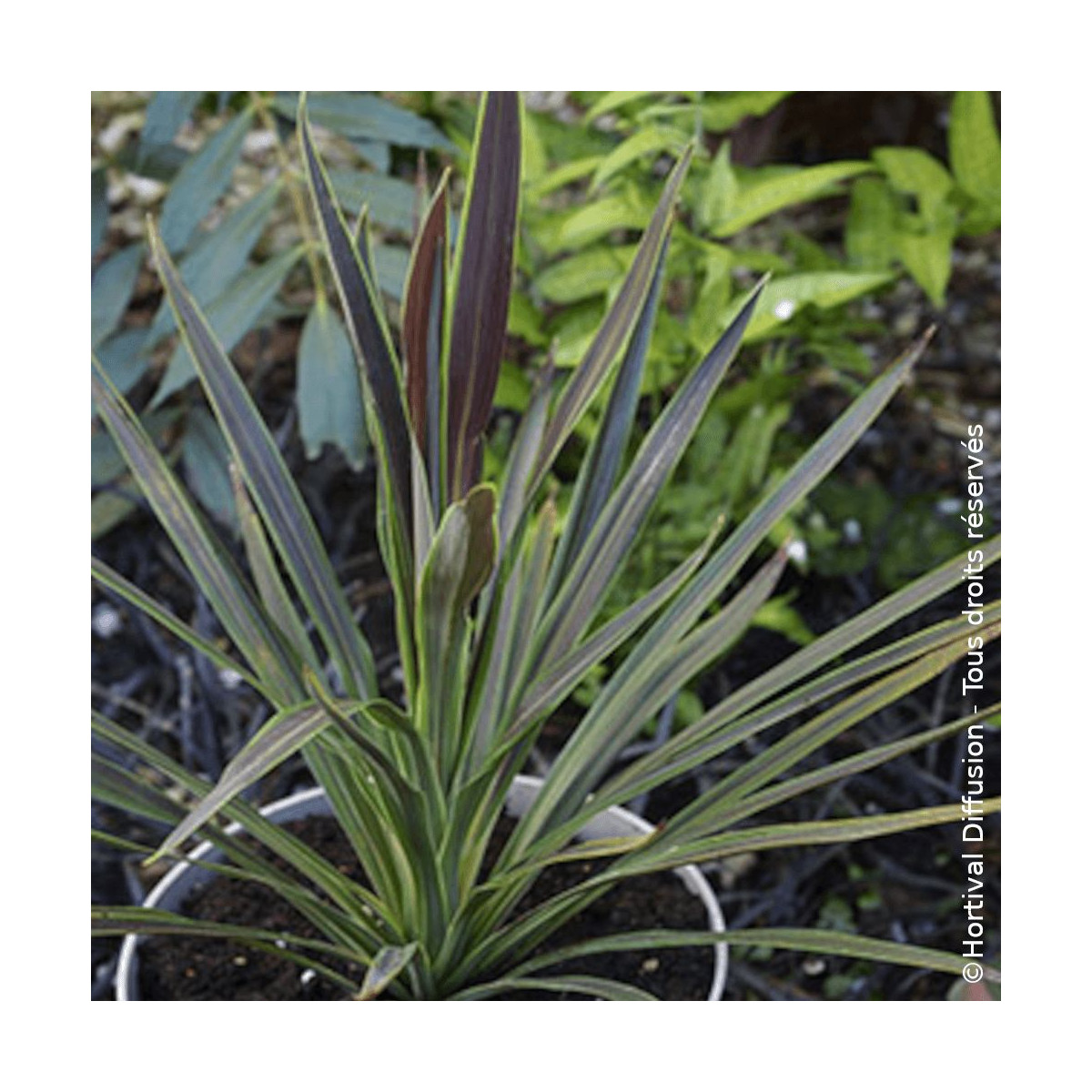 Cordyline australis Choco Mint - SILENCE, ça pousse ! Cordyline australis Choco Mint - SILENCE, ça pousse !
