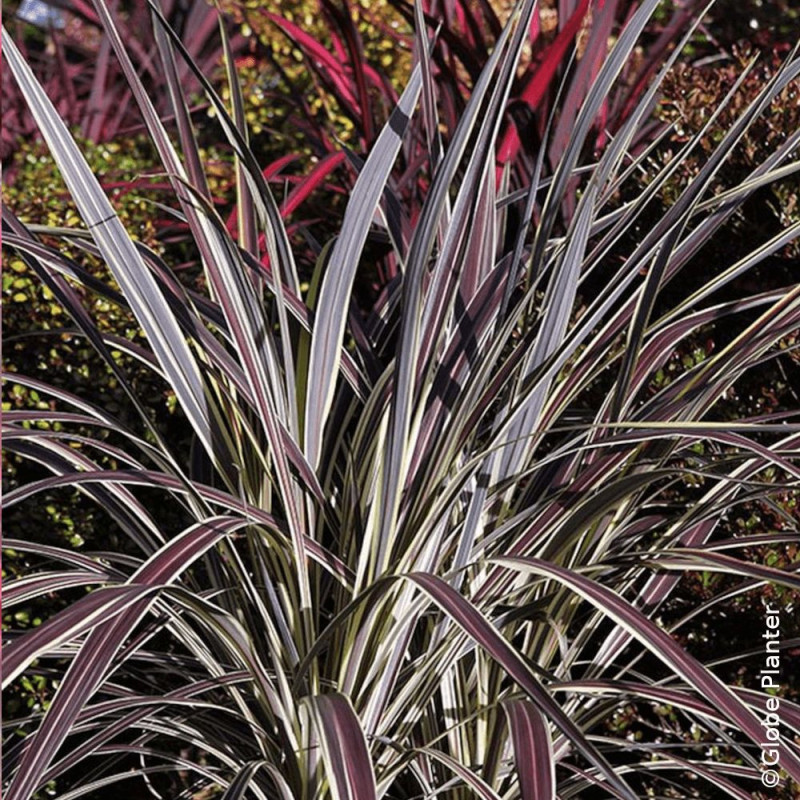 Cordyline de Banks Electric Flash® - SILENCE, ça pousse !