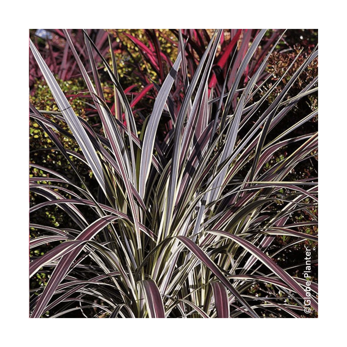 Cordyline banksii Electric Flash® - SILENCE, ça pousse !