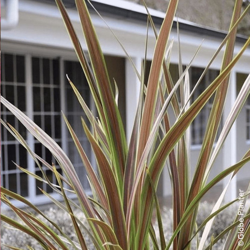 Cordyline de Banks Electric Star® - SILENCE, ça pousse !