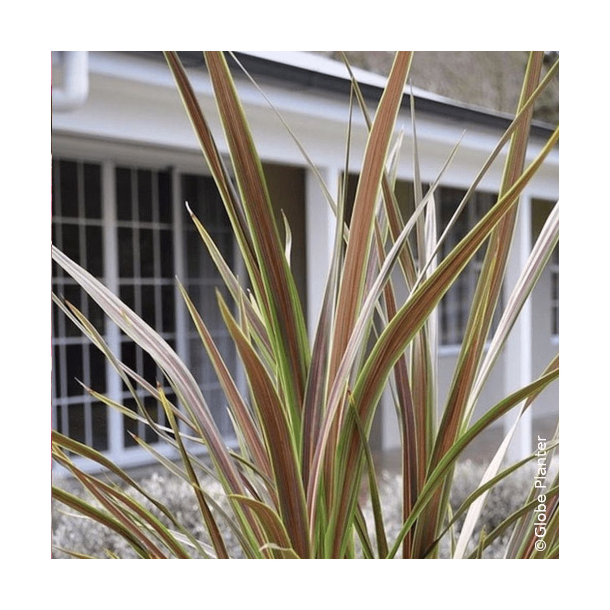 Cordyline banksii Electric Star® - SILENCE, ça pousse !