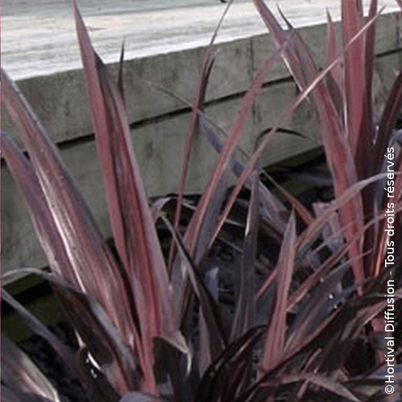 Cordyline de Banks Renegade® - SILENCE, ça pousse !